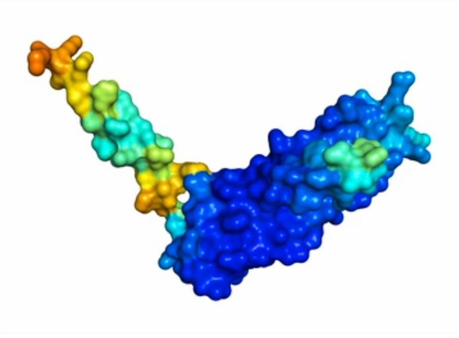 Recombinant Protein Expression and Purification