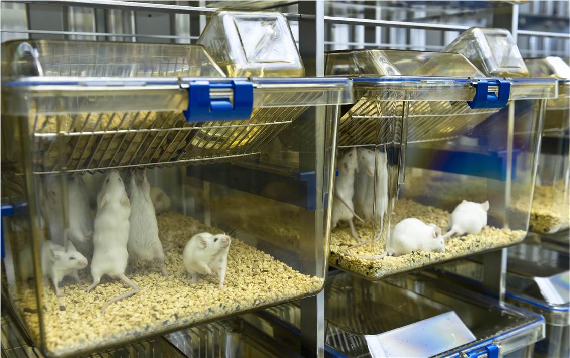 Rodent Dominant Lethal Test Lab