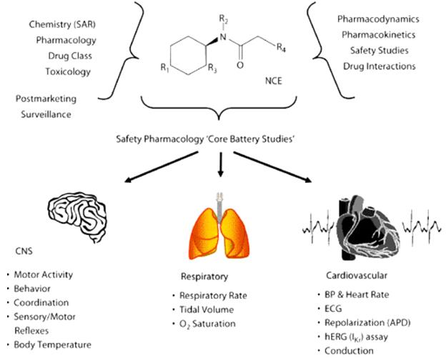An overview of the multidisciplinary integration required to evaluate the safety profile of a new chemical entity in Safety Pharmacology.