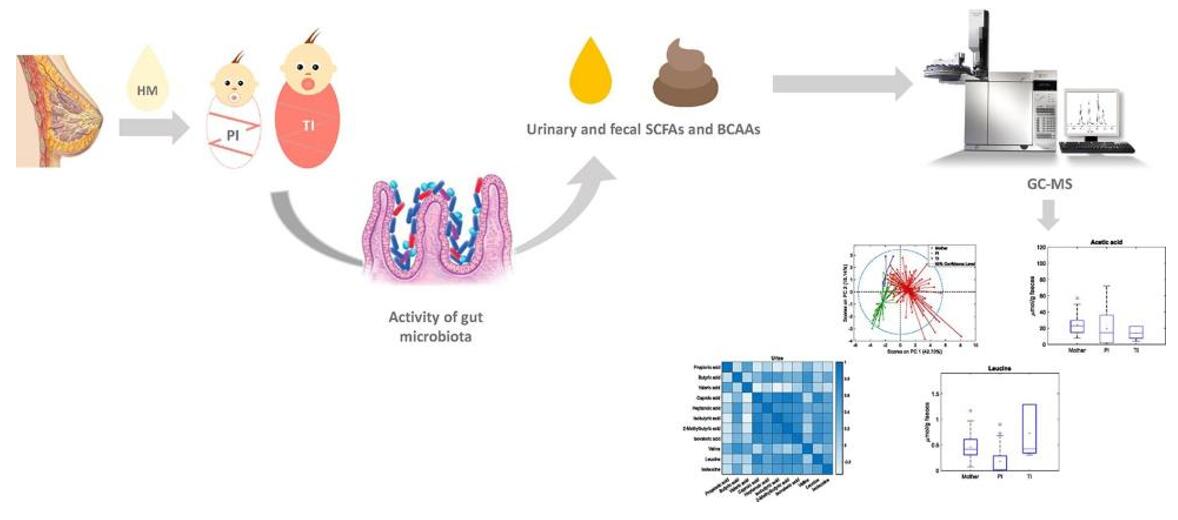 Determination of short-chain fatty acids and branched-chain amino acids in stool and urine samples from newborn and lactating mothers by targeted GC-MS method. 