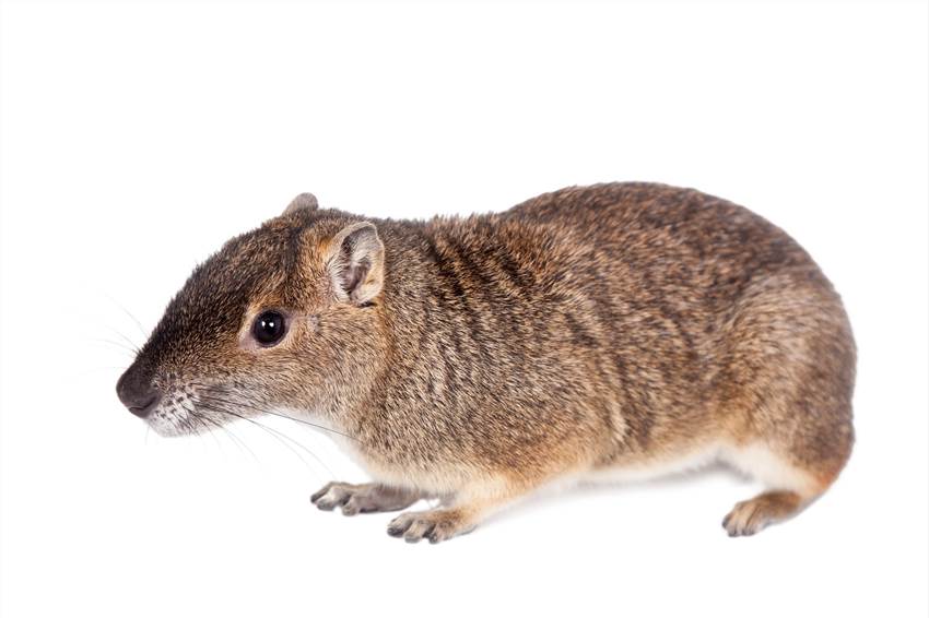 Short-term Repeated Dose Dermal Toxicity Test Animals