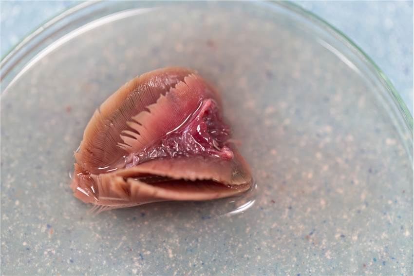 Short-term Repeated Dose Oral Toxicity Test Animals