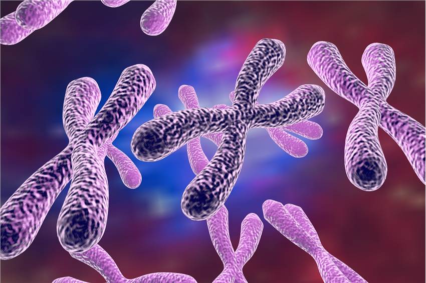 In Vitro Sister Chromatid Exchange Test