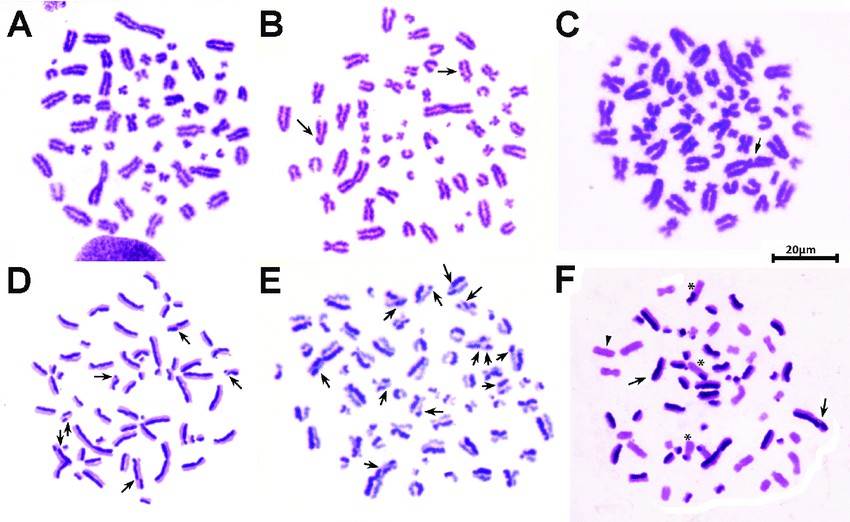 Chromosome aberrations (CA) and SCE in a male C. villosus.