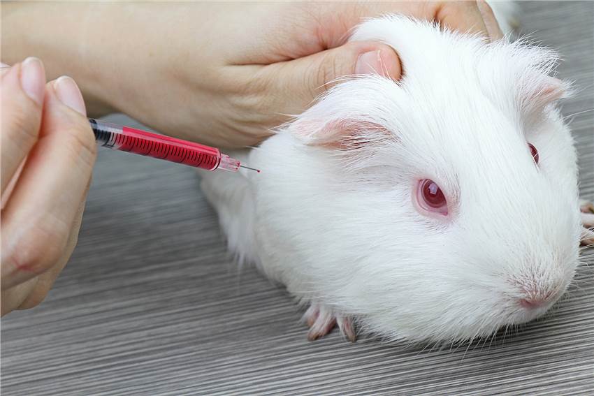 Skin Sensitization Test Animals