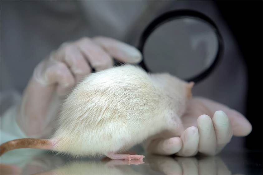 Subchronic Toxicity Test Animals