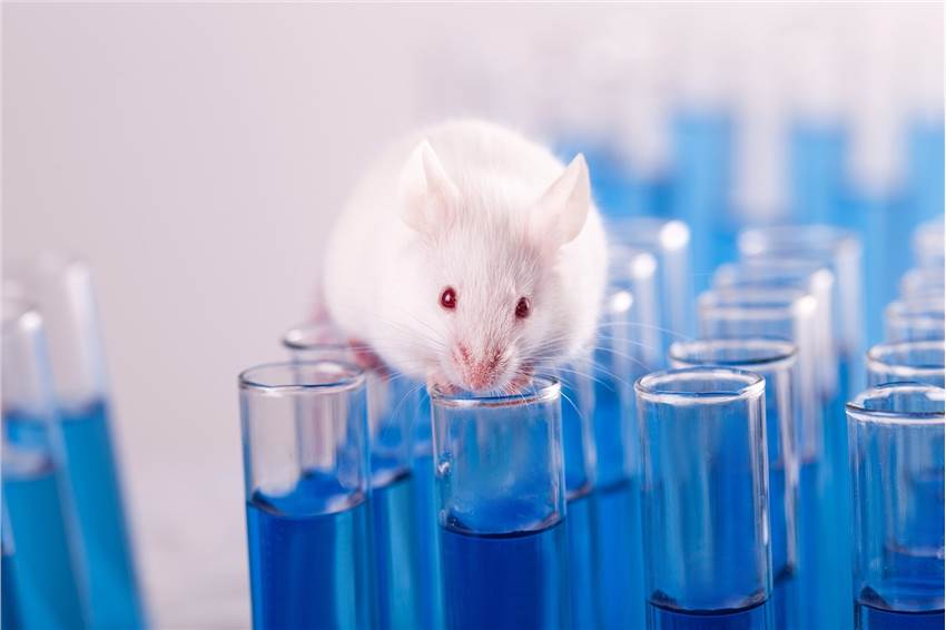 Subchronic and Chronic Toxicity Study Service