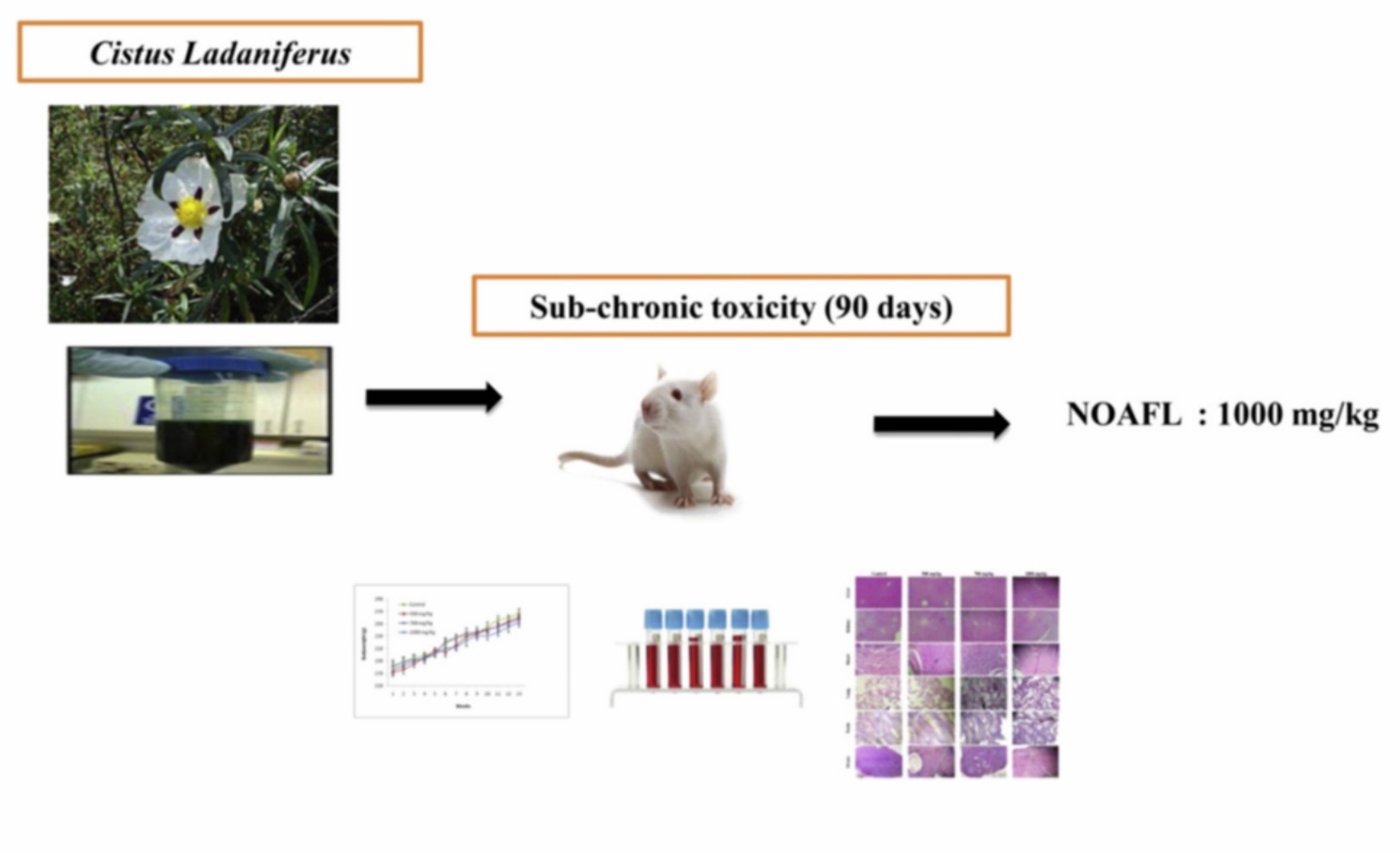 Sub-chronic toxicity studies of the aqueous extract from leaves of Cistus ladaniferus L. in mice and rats.