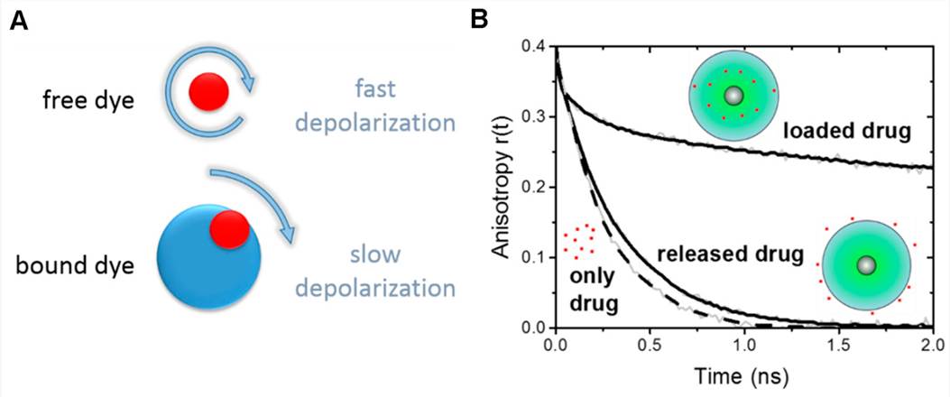 Sensitivity of time-resolved fluorescence anisotropy curves r(t) for the conjugation state between nanocarrier and fluorescent drug.