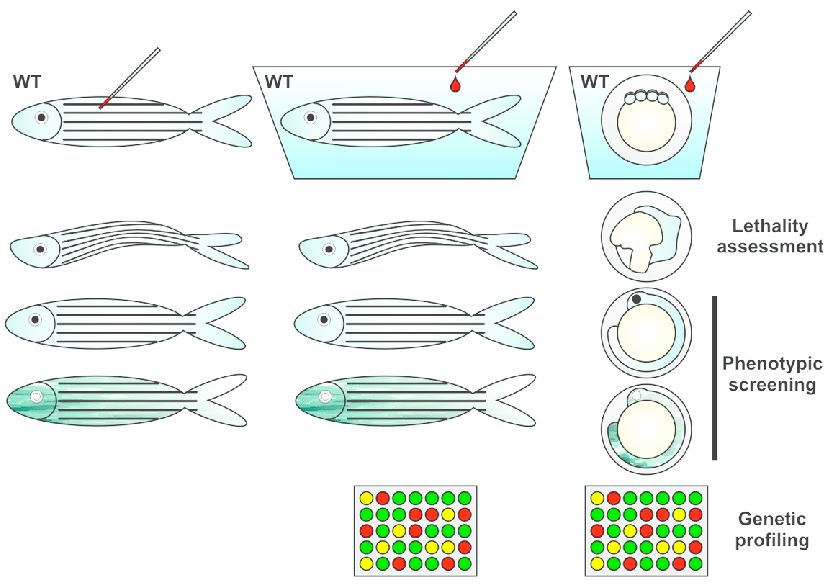Toxicogenomic analysis of zebrafish by genetic profiling.