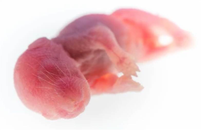 Two-generation Reproductive Toxicity Test