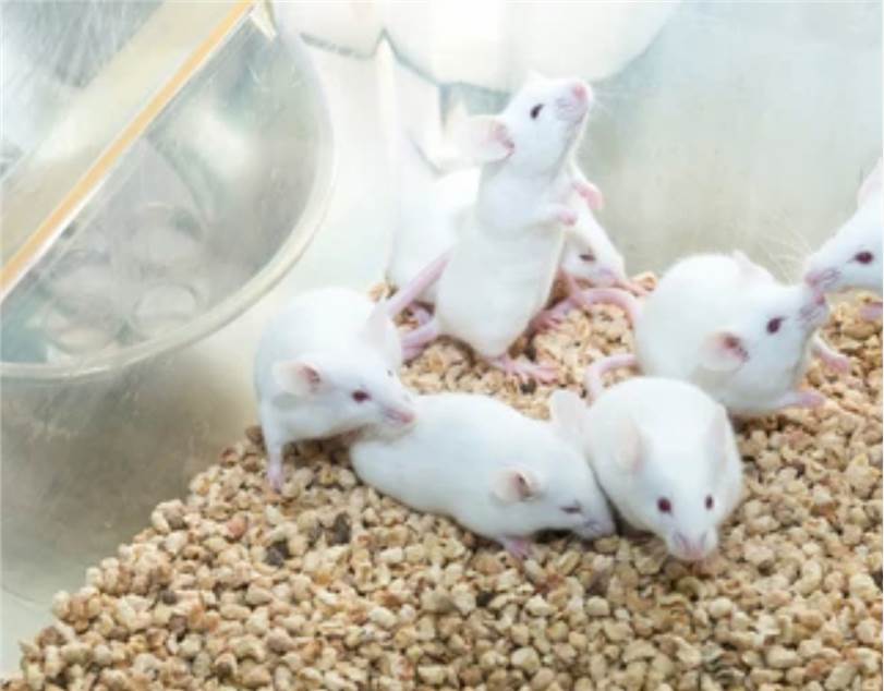 Mouse longitudinal section through the animal.