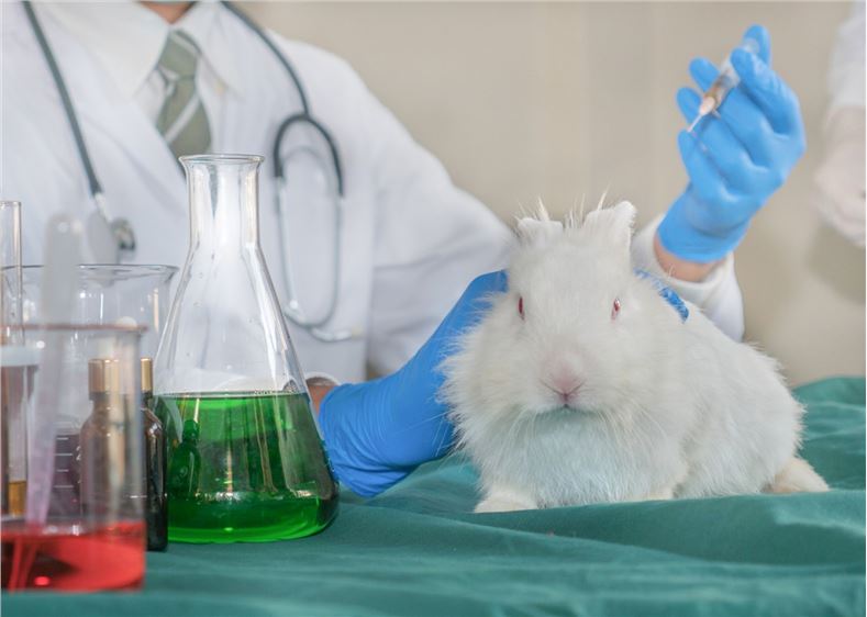 Single-Dose Toxicity Test Phase