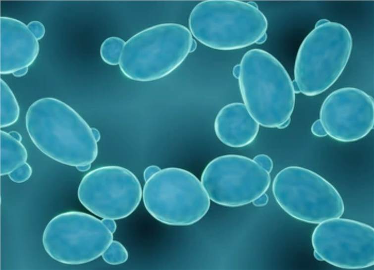 Yeast Expression System
