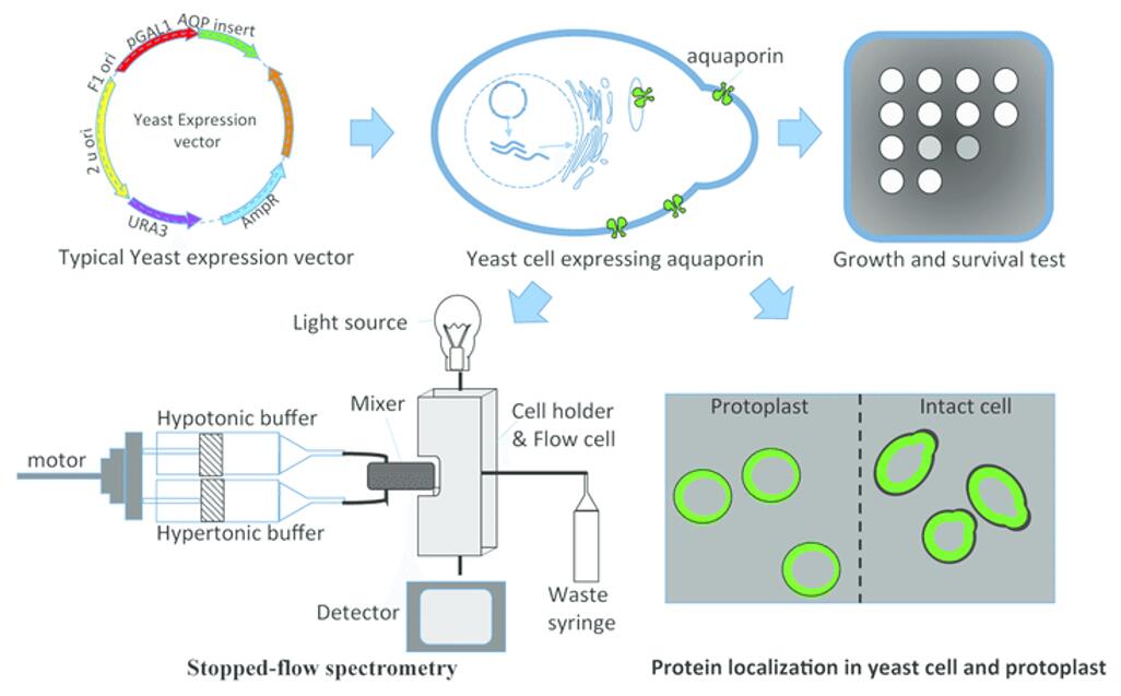 Yeast heterologous expression system used to evaluate aquaporins.