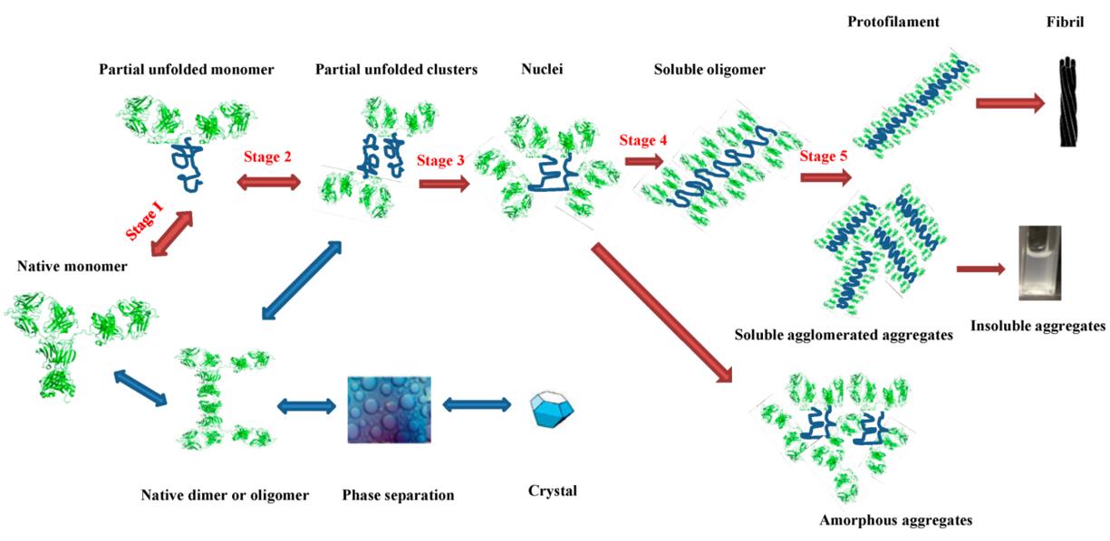 Schematic representation of the protein aggregation process and the possible involved intermediates. This figure uses a monoclonal antibody as an example.