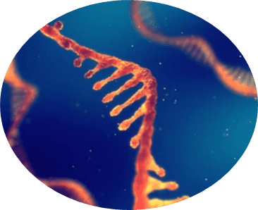 nucleosides/nucleotides