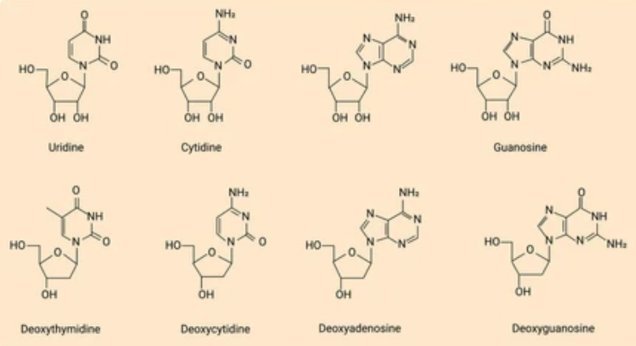 Fig. 1. Structures of several typical nucleosides.