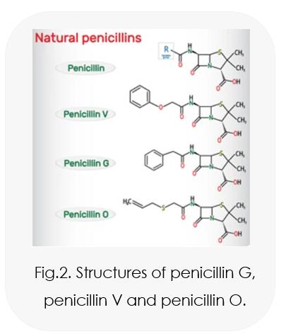 Types of Penicillins