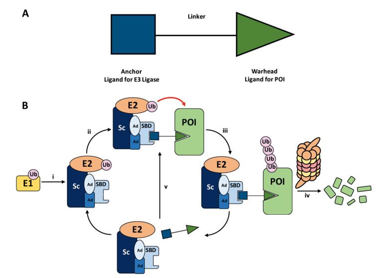 Fig. 1. (A) General structure of a PROTAC and (B) mechanism of PROTAC-mediated target degradation.