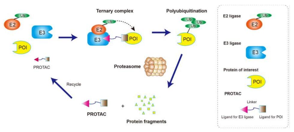 Proteolysis Targeting Chimeras